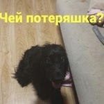 Подробнее об объявлении «Найдена собака Ростов-на-Дону» Фото: найдена собака Английский кокер-спаниель «Найдена собака Ростов-на-Дону» в г. Ростов-на-Дону