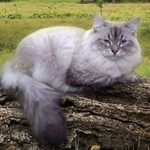 Подробнее об объявлении «Пропал кот Орехово-Зуево» Фото: пропала кошка Невская маскарадная «Пропал кот Орехово-Зуево» в г. Орехово-Зуево