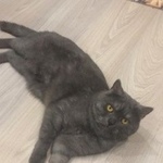 Подробнее об объявлении «Чехов Пропал кот» Фото: пропала кошка  «Чехов Пропал кот» в г. Чехов