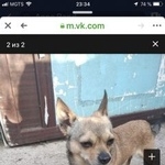 Подробнее об объявлении «Павловский Посад Найдена собака чихуахуа светло-коричневый» Фото: найдена собака Чихуахуа «Павловский Посад Найдена собака чихуахуа...» в г. Павловский Посад