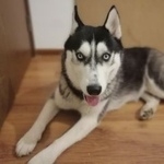 Подробнее об объявлении «Пропала собака кобель друг троих детей Санкт-Петербург» Фото: пропала собака  «Пропала собака кобель друг троих детей...» в г. Санкт-Петербург