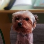 Подробнее об объявлении «Пропала собака кобель Ангарск» Фото: пропала собака Йоркширский терьер «Пропала собака кобель Ангарск» в г. Ангарск