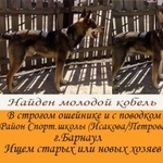Подробнее об объявлении «Барнаул Найдена собака кобель ищем старых или новых хозяев» Фото: найдена собака  «Барнаул Найдена собака кобель ищем старых или...» в г. Барнаул