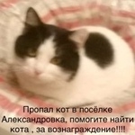 Подробнее об объявлении «Подольск Пропал кот бэтман» Фото: пропала кошка  «Подольск Пропал кот бэтман» в г. Подольск