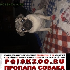 Подробнее об объявлении «Пропала собака кобель посёлок лесные поляны Пушкино» Фото: пропала собака Мопс «Пропала собака кобель посёлок лесные поляны...» в г. Пушкино