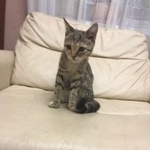 Подробнее об объявлении «Жуковский Пропала кошка» Фото: пропала кошка  «Жуковский Пропала кошка» в г. Жуковский