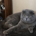 Подробнее об объявлении «Найдена кошка шотландская вислоухая кошка Нижний Новгород» Фото: найдена кошка Скоттиш фолд (шотландская вислоухая) «Найдена кошка шотландская вислоухая кошка...» в г. Нижний Новгород
