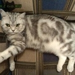 Подробнее об объявлении «Пропал кот породы вискас мраморный британец Москва» Фото: пропала кошка Британская короткошерстная «Пропал кот породы вискас мраморный британец Москва» в г. Москва