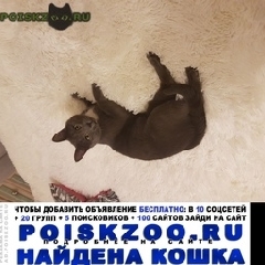Подробнее об объявлении «Москва Найден кот» Фото: найдена кошка  «Москва Найден кот» в г. Москва