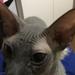 Подробнее об объявлении «Пропала кошка Троицк» Фото: пропала кошка Канадский сфинкс «Пропала кошка Троицк» в г. Троицк