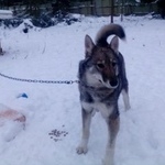 Подробнее об объявлении «Пропала собака Санкт-Петербург» Фото: пропала собака Западно-сибирская лайка «Пропала собака Санкт-Петербург» в г. Санкт-Петербург