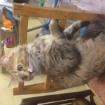 Подробнее об объявлении «Пропала кошка Москва» Фото: пропала кошка  «Пропала кошка Москва» в г. Москва