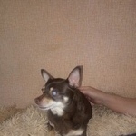 Подробнее об объявлении «Воронеж Найдена собака» Фото: найдена собака Чихуахуа «Воронеж Найдена собака» в г. Воронеж