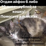 Подробнее об объявлении «Пропала кошка Ростов-на-Дону» Фото: пропала кошка  «Пропала кошка Ростов-на-Дону» в г. Ростов-на-Дону