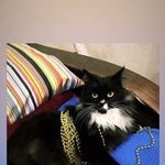 Подробнее об объявлении «Пропал кот Краснодар» Фото: пропала кошка  «Пропал кот Краснодар» в г. Краснодар
