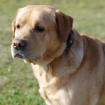 Подробнее об объявлении «Пропала собака кобель Новосибирск» Фото: пропала собака Лабрадор ретривер «Пропала собака кобель Новосибирск» в г. Новосибирск