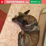 Подробнее об объявлении «Челябинск Пропала собака помогите найти питомца» Фото: пропала собака  «Челябинск Пропала собака помогите найти питомца» в г. Челябинск