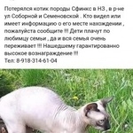 Подробнее об объявлении «Пропал кот породы сфинкс Краснодар» Фото: пропала кошка Донской сфинкс «Пропал кот породы сфинкс Краснодар» в г. Краснодар
