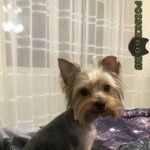 Подробнее об объявлении «Пропала собака йоркширский терьер (девочка) Ангарск» Фото: пропала собака Йоркширский терьер «Пропала собака йоркширский терьер (девочка)...» в г. Ангарск