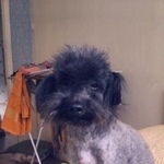 Подробнее об объявлении «Пропала собака кобель потерялась собака  Санкт-Петербург» Фото: пропала собака Китайская хохлатая собака «Пропала собака кобель потерялась собака...» в г. Санкт-Петербург