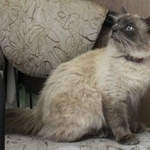 Подробнее об объявлении «Москва Найден кот бирманец» Фото: найдена кошка Бирманская (Священная бирма) «Москва Найден кот бирманец» в г. Москва