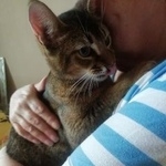 Подробнее об объявлении «Москва Найден кот.» Фото: найдена кошка Абиссинская «Москва Найден кот.» в г. Москва