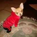 Подробнее об объявлении «Пропала собака кобель Электросталь» Фото: пропала собака Чихуахуа «Пропала собака кобель Электросталь» в г. Электросталь