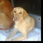 Подробнее об объявлении «Геленджик Пропала собака» Фото: пропала собака  «Геленджик Пропала собака» в г. Геленджик