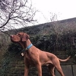 Подробнее об объявлении «Лобня Пропала собака кобель» Фото: пропала собака Венгерская выжла «Лобня Пропала собака кобель» в г. Лобня
