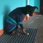 Подробнее об объявлении «Ангарск Найдена собака» Фото: найдена собака  «Ангарск Найдена собака» в г. Ангарск