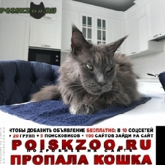 Подробнее об объявлении «Пропал кот мейн кун Балашиха» Фото: пропала кошка Мейн-кун «Пропал кот мейн кун Балашиха» в г. Балашиха