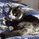 Подробнее об объявлении «Пропала кошка черная кошка. Великий Новгород (Новгород)» Фото: пропала кошка  «Пропала кошка черная кошка. Великий Новгород...» в г. Великий Новгород (Новгород)