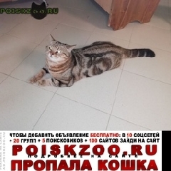 Подробнее об объявлении «Пропал кот Санкт-Петербург» Фото: пропала кошка Британская короткошерстная «Пропал кот Санкт-Петербург» в г. Санкт-Петербург