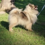 Подробнее об объявлении «Пропала собака Нарофоминск» Фото: пропала собака Кеесхонд «Пропала собака Нарофоминск» в г. Нарофоминск