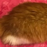 Подробнее об объявлении «Пропала кошка рыжая в районе ховрино Москва» Фото: пропала кошка  «Пропала кошка рыжая в районе ховрино Москва» в г. Москва