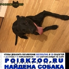 Подробнее об объявлении «Найдена собака кобель Москва» Фото: найдена собака  «Найдена собака кобель Москва» в г. Москва