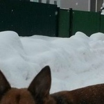 Подробнее об объявлении «Пропала собака бельгийская овчарка (пол ж) - лада. Раменское» Фото: пропала собака Бельгийский малинуа «Пропала собака бельгийская овчарка (пол ж) -...» в г. Раменское
