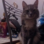 Подробнее об объявлении «Пропал кот Москва» Фото: пропала кошка  «Пропал кот Москва» в г. Москва