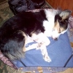 Подробнее об объявлении «Пропала собака кобель Дмитров» Фото: пропала собака  «Пропала собака кобель Дмитров» в г. Дмитров