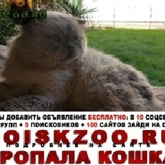 Подробнее об объявлении «Севастополь Пропал кот окрас белый, длинношёрстный шотландец» Фото: пропала кошка Скоттиш страйт (шотландская прямоухая) «Севастополь Пропал кот окрас белый,...» в г. Севастополь