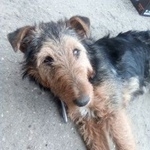 Подробнее об объявлении «Найдена собака находится на промышленном рынке Ульяновск» Фото: найдена собака  «Найдена собака находится на промышленном рынке...» в г. Ульяновск