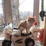 Подробнее об объявлении «Пропал кот Томск» Фото: пропала кошка  «Пропал кот Томск» в г. Томск