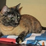 Подробнее об объявлении «Москва Найдена кошка м. академическая» Фото: найдена кошка  «Москва Найдена кошка м. академическая» в г. Москва