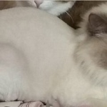 Подробнее об объявлении «Пропала кошка район северное тушино Москва» Фото: пропала кошка Тайская «Пропала кошка район северное тушино Москва» в г. Москва