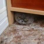 Подробнее об объявлении «Краснодар Найден кот домашний бедняга» Фото: найдена кошка Персидская «Краснодар Найден кот домашний бедняга» в г. Краснодар