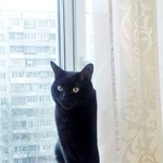 Подробнее об объявлении «Пропал кот тимошка Москва» Фото: пропала кошка  «Пропал кот тимошка Москва» в г. Москва