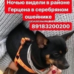 Подробнее об объявлении «Краснодар Пропала собака той терьер» Фото: пропала собака Той-терьер «Краснодар Пропала собака той терьер» в г. Краснодар