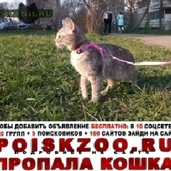 Подробнее об объявлении «Пропала кошка Москва» Фото: пропала кошка  «Пропала кошка Москва» в г. Москва