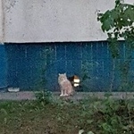 Подробнее об объявлении «Москва Найдена кошка. солнцево. рыжий пушистик» Фото: найдена кошка  «Москва Найдена кошка. солнцево. рыжий пушистик» в г. Москва