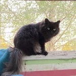 Подробнее об объявлении «Чехов Пропала кошка чёрная кошка по кличке ночка» Фото: пропала кошка  «Чехов Пропала кошка чёрная кошка по кличке ночка» в г. Чехов